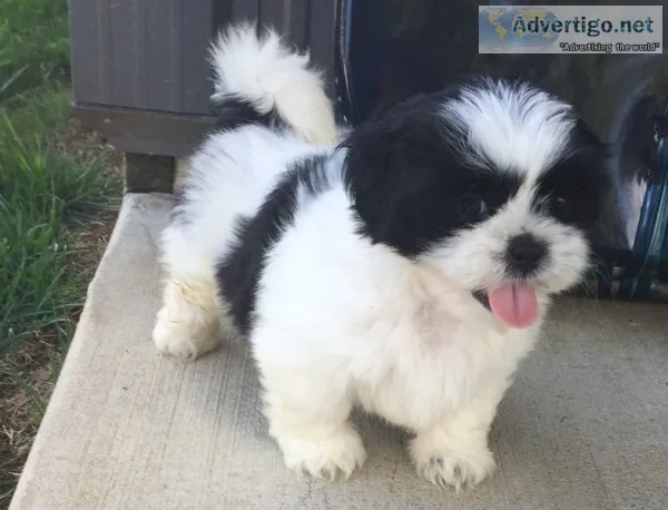 Adorable shih tzu puppies available 