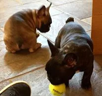 Jet-french bulldog puppy for sale 
