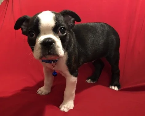 Lovely boston terrier puppies