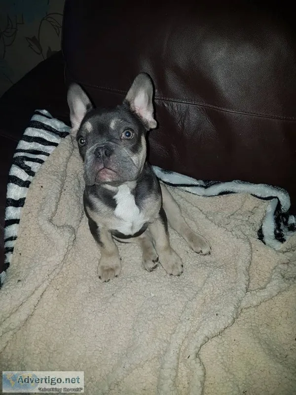 Frankie-french bulldog puppy for sale 