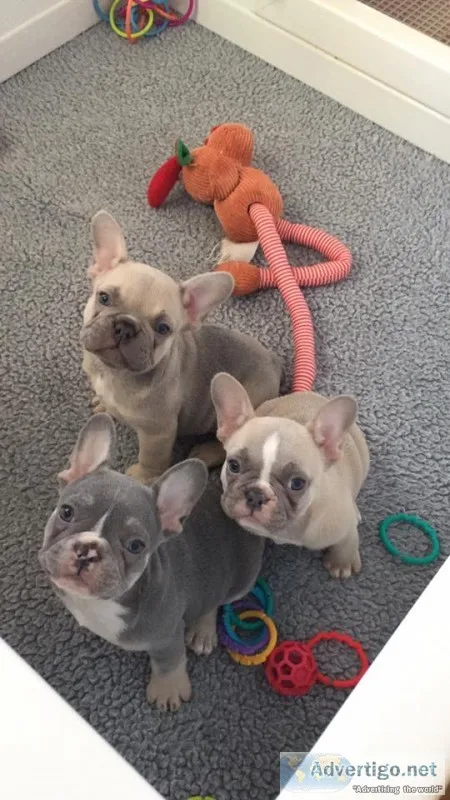Jackson-french bulldog puppies for sale 