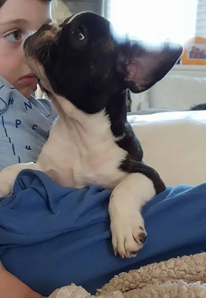 Leo french bulldog puppies for sale 