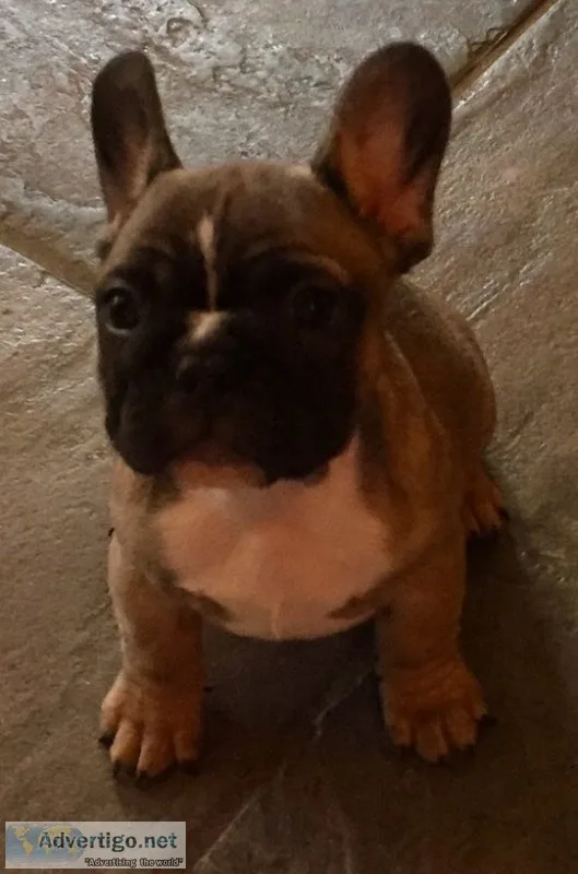 Max- french bulldog puppy for sale 
