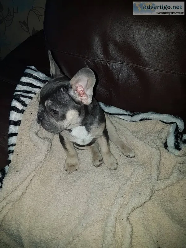 Frankie-french bulldog puppy for sale 
