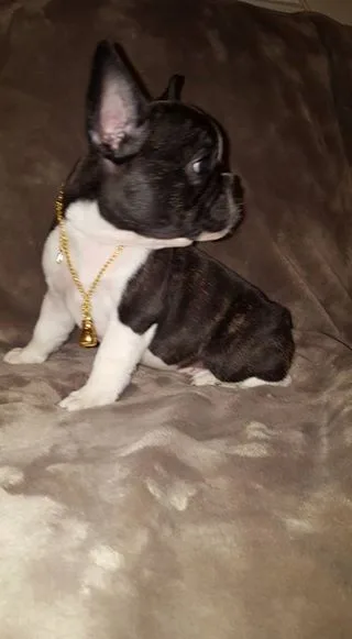 Leo french bulldog puppies for sale 