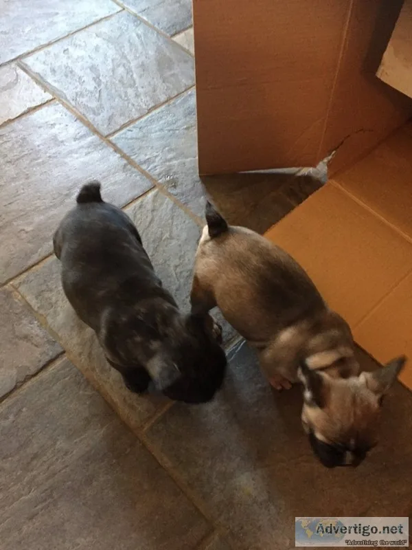 Max- french bulldog puppy for sale 