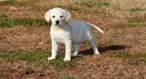 Lovely lab puppies