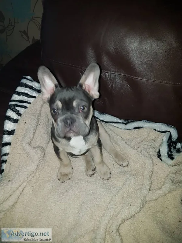 Frankie-french bulldog puppy for sale 