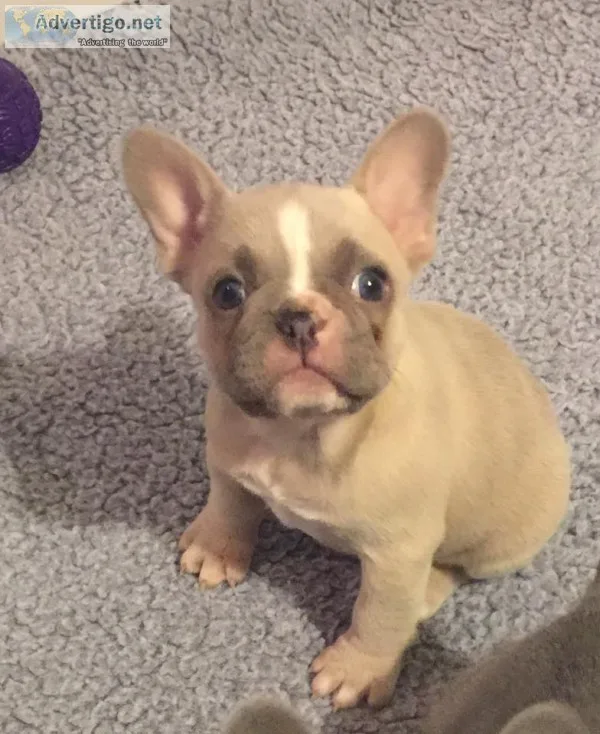 Jackson-french bulldog puppies for sale 