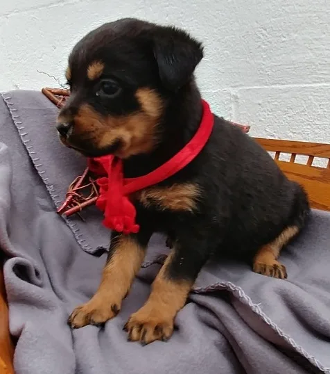 Lovely rottweiler puppies for you