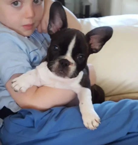 Leo french bulldog puppies for sale 