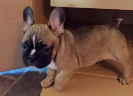 Max- french bulldog puppy for sale 