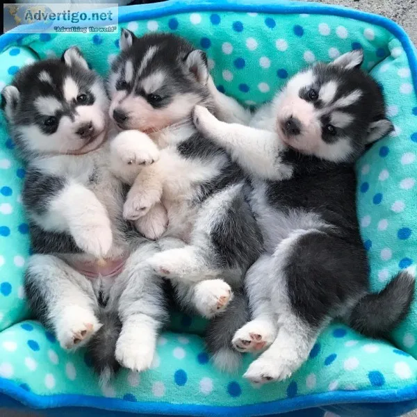 Dogs and puppies