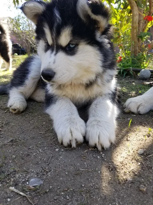 Lovely s husky puppies