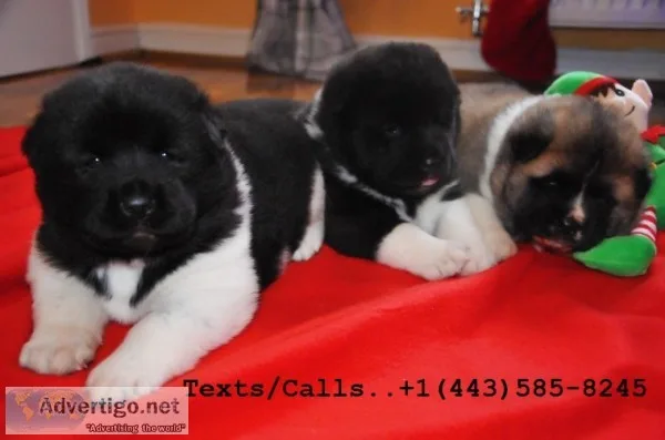 Gorgeous qty lion head akita pups 4 sale