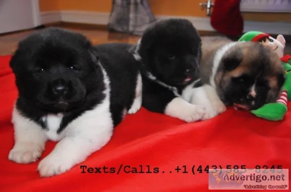 Quality lion head akita puppies 4 sale