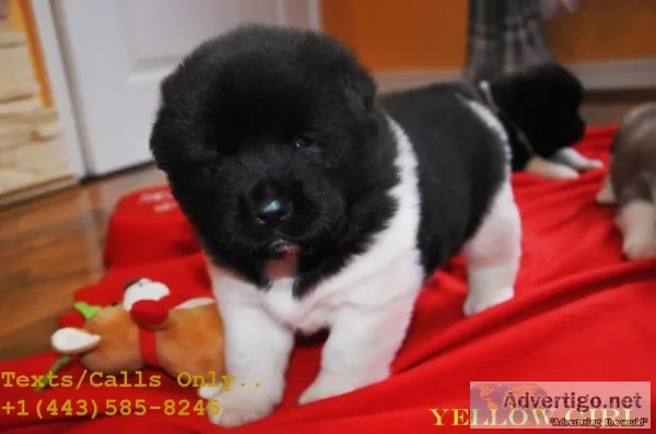 Pedigree lion head akita pups for sale