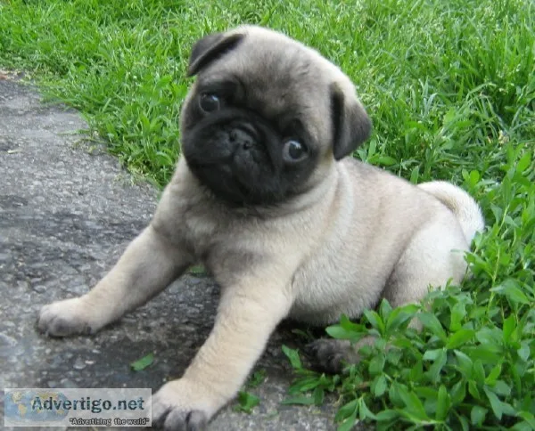 Beautiful pug puppies- available