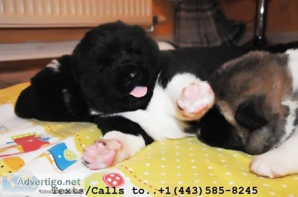 Cute lion head akita puppies 4 sale