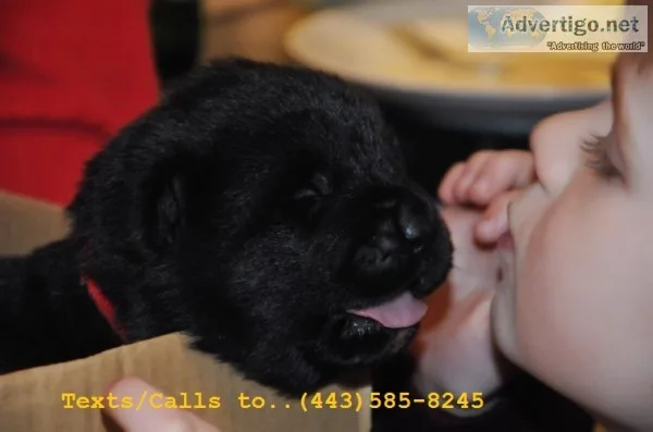 Blue & grey lion head akita pups 4 sale