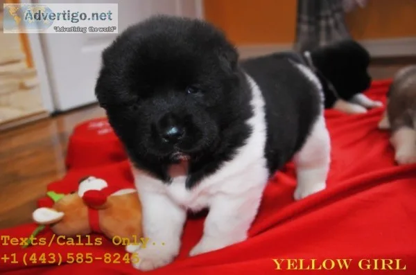 Eye catching akita puppies for sale