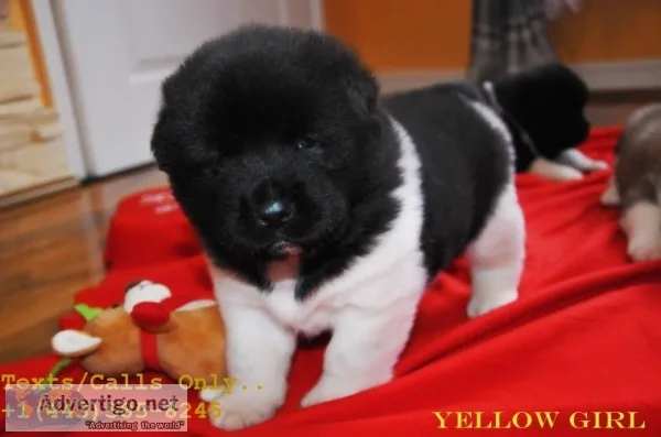 Sweat lion head akita puppies for sale