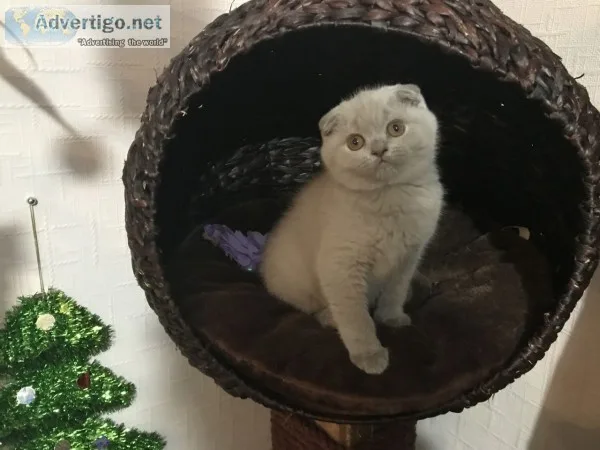 Beautiful scottish fold kittens