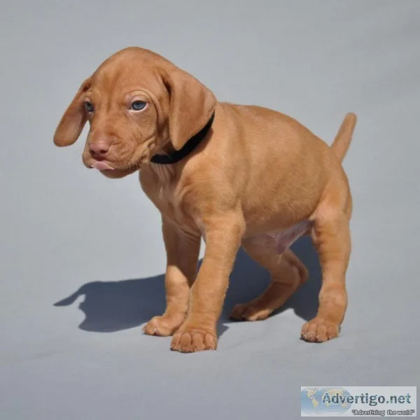Stunning hungarian vizsla puppies