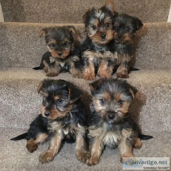 Miniature yorkshire terriers
