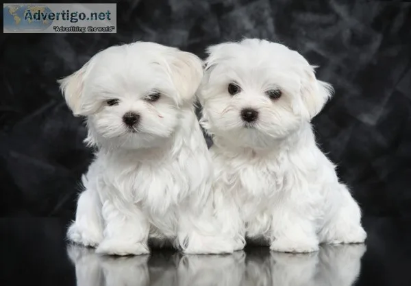 Micro tiny kc registered maltese
