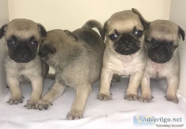 Kc registered pug puppies for sale
