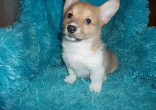 Pembrokeshire corgi puppies