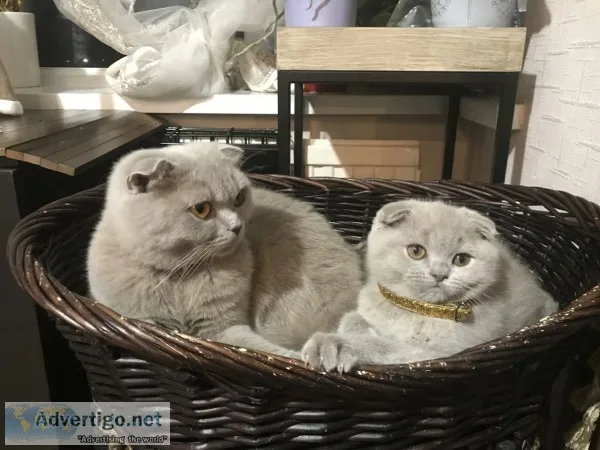 Beautiful scottish fold kittens