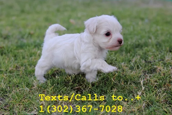 Cute qty poodle m/f puppies for sale