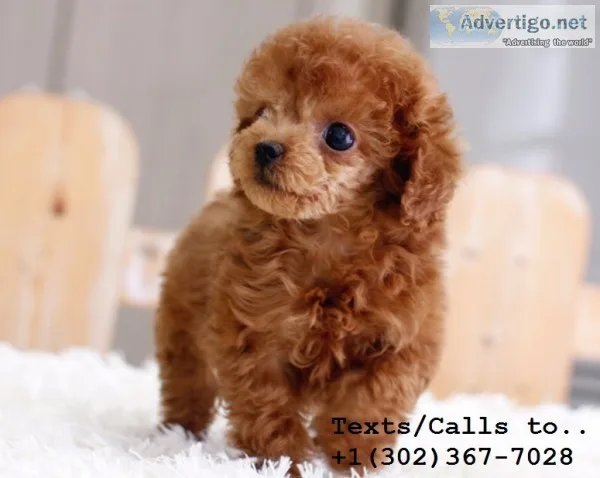 Stunning akc reg tea cup poodle pups