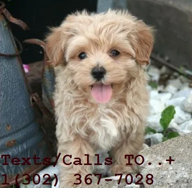 Outstanding baby face poodle pups 4 sale