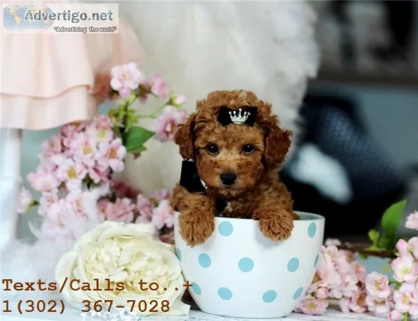 Male & female poodle puppies for sale