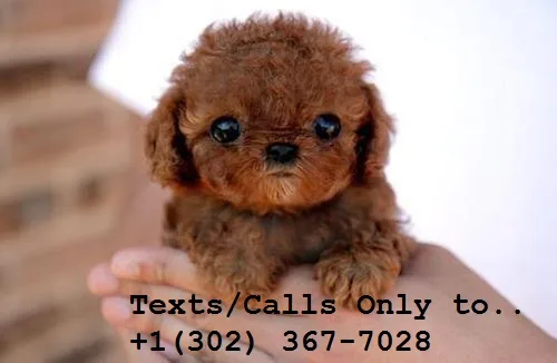 Stunning tea cup poodle puppies for sale