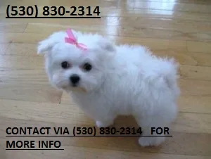 Nbgtr adorable maltese puppies for sale 