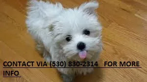 Mnbhgt clean maltese puppies for sale mi