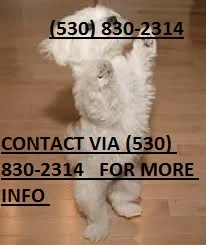 Nbhgt smart maltese puppies for sale mwk