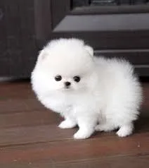 Beautiful a pomerianian puppies for sale