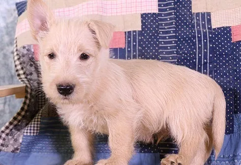 Dmnfdjh scottish terrier puppies