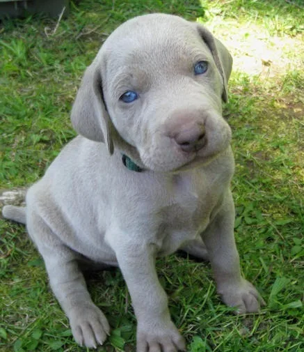 Rerehi weimaraners puppies