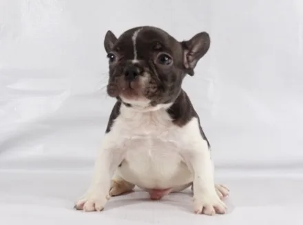 Baby-french bulldog puppy for sale