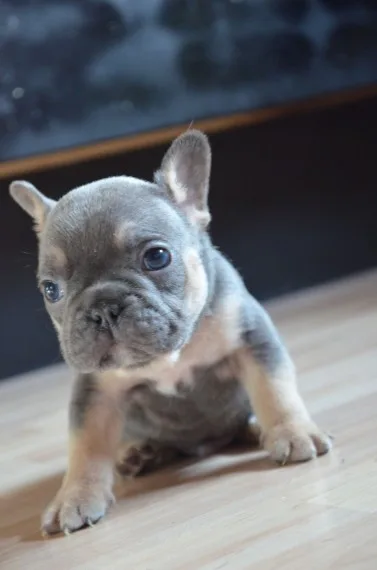 Cute french bulldog for sale 