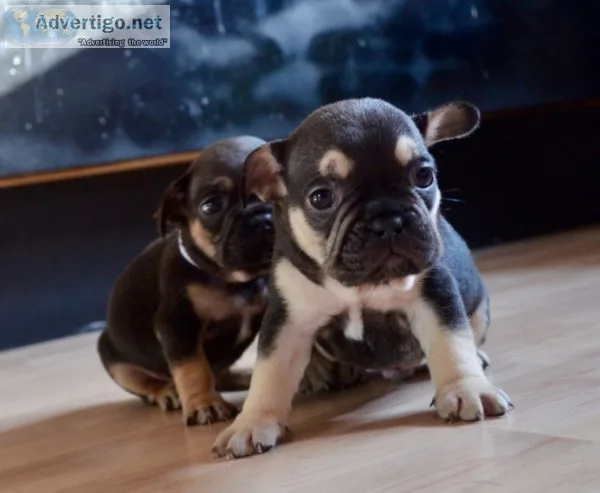 French bulldog 