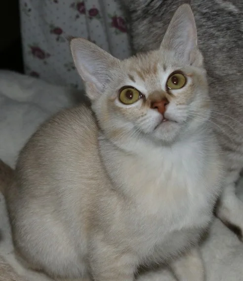 Gorgeous burmilla and asian tabby female