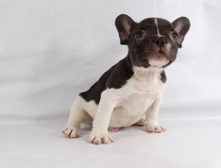 Baby-french bulldog puppy for sale
