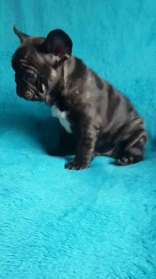 Cute french bulldog for sale 